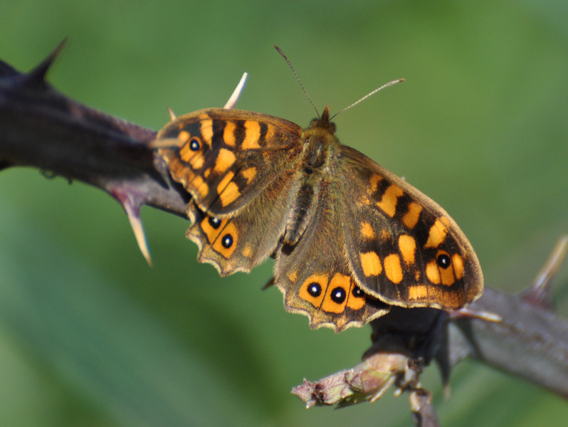 Pararge aegeria (Linnaeus, 1758)