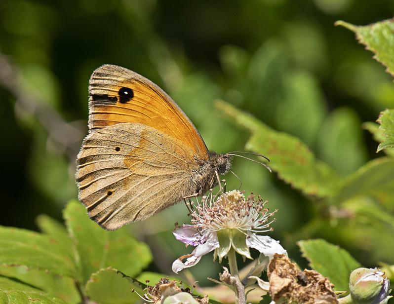 Maniola jurtina (Linnaeus 1758)