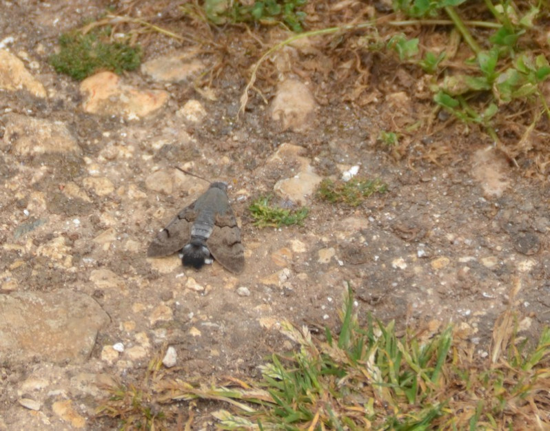 Macroglossum stellatarum (Linnaeus, 1758)