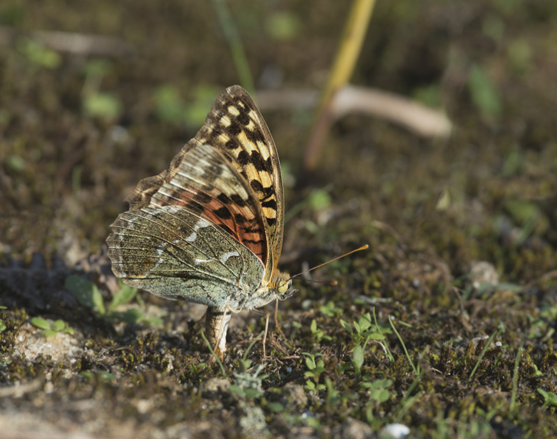 Argynnis pandora femelle en ponte