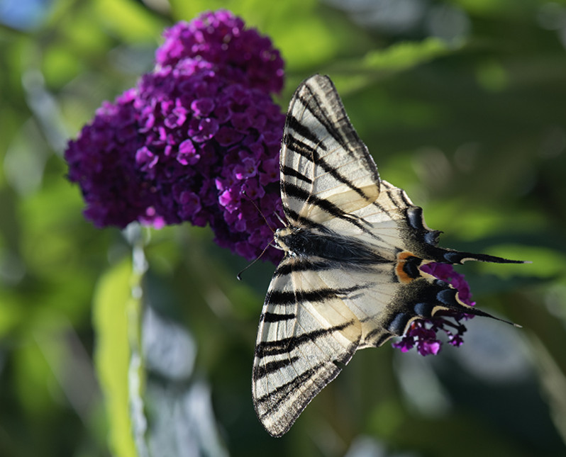 Iphiclides podalirius (Linnaeus 1758)