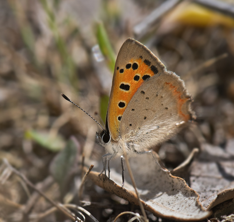 Lycaena phlaeas (Linnaeus 1761)