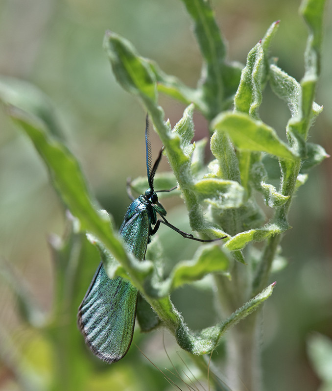 Jordanita sp.
