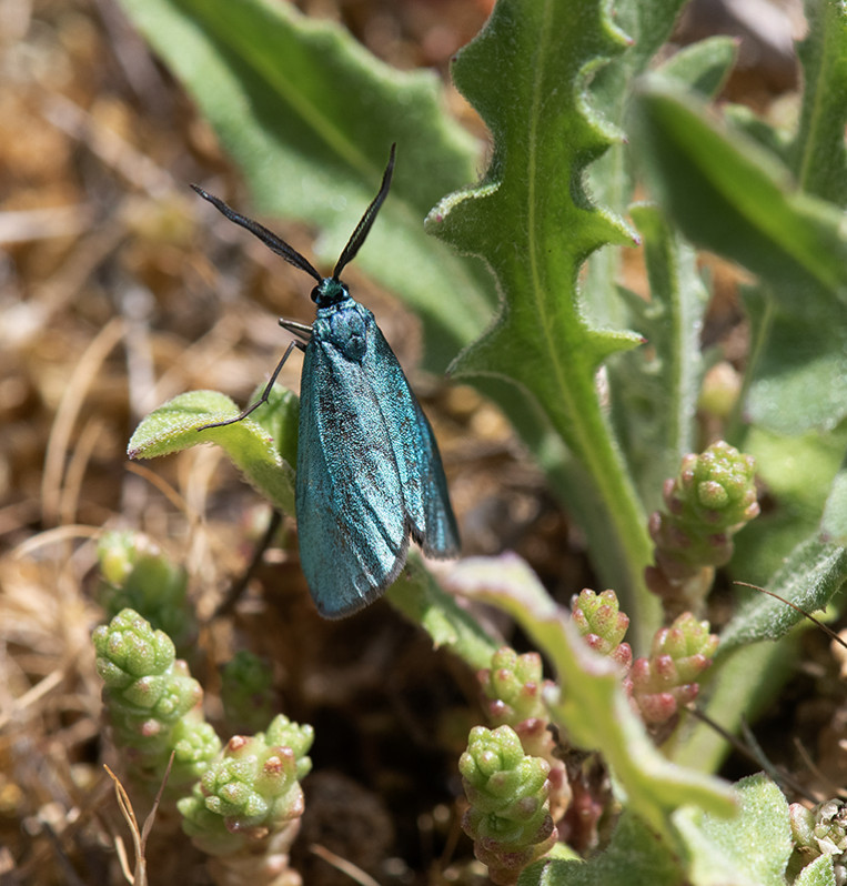 Jordanita sp.