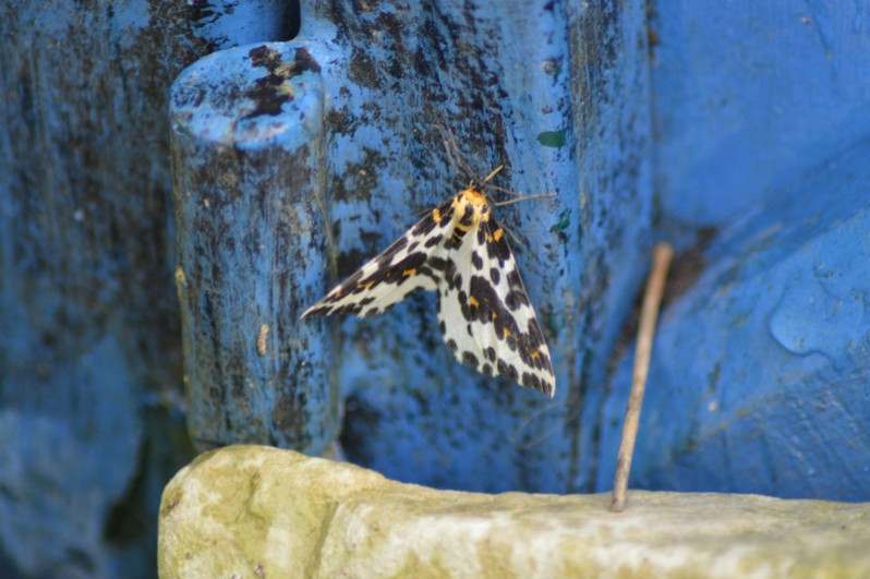Abraxas grossulariata (Linnaeus, 1758)