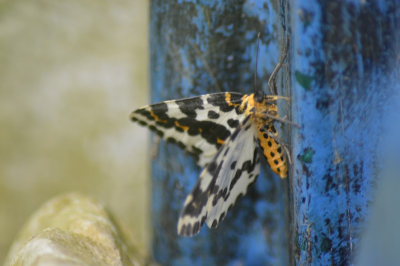 Abraxas grossulariata (Linnaeus, 1758)