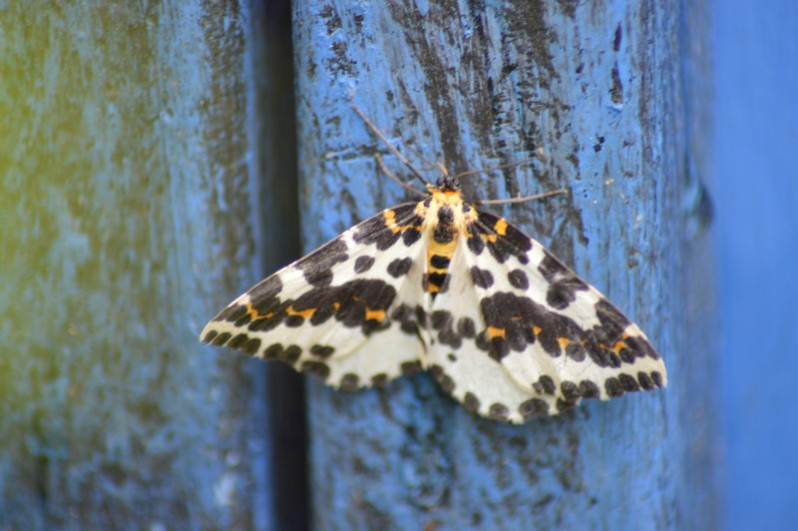 Abraxas grossulariata (Linnaeus, 1758)