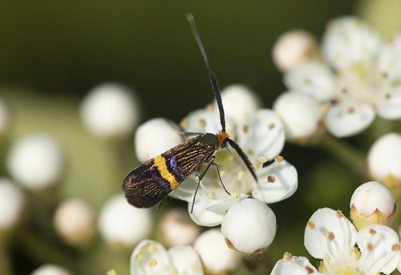 Nemophora degeerella (Linnaeus, 1758)