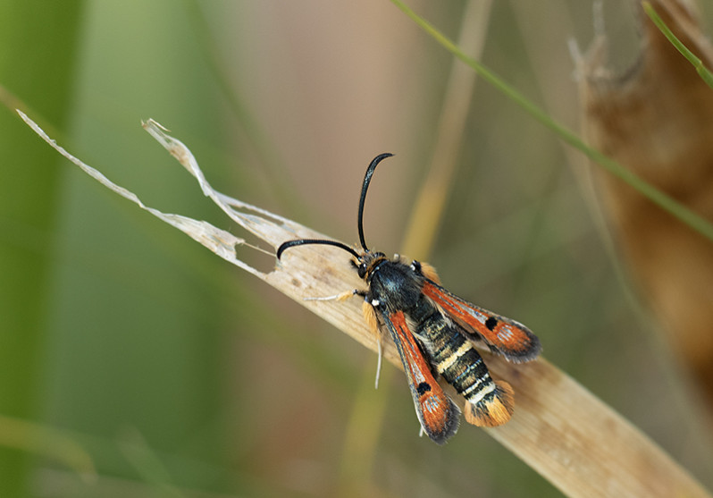 Pyropteron chrysidiforme (Esper 1782)