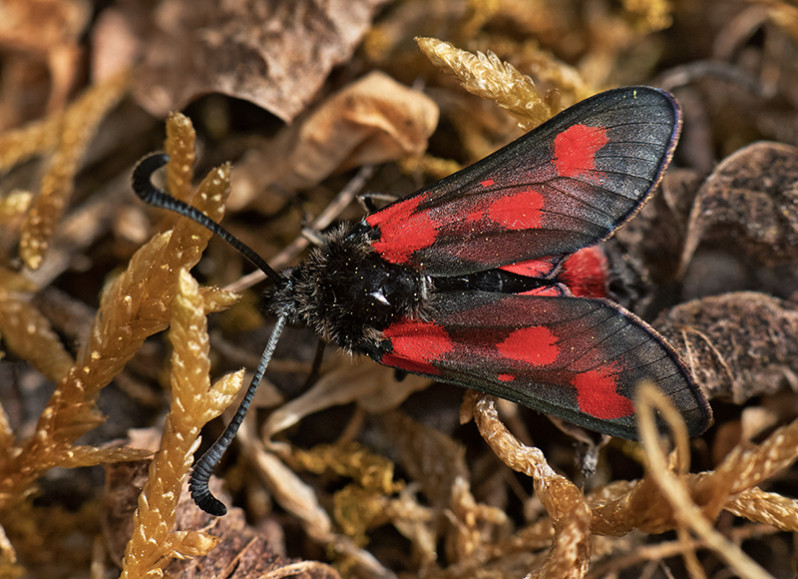 Zygaena sarpedon (Hübner 1790)