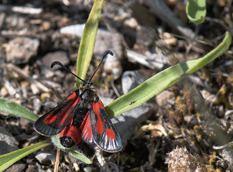 Zygaena sarpedon (Hübner 1790)