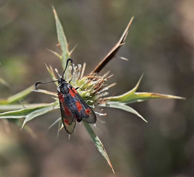 Zygaena sarpedon (Hübner 1790)