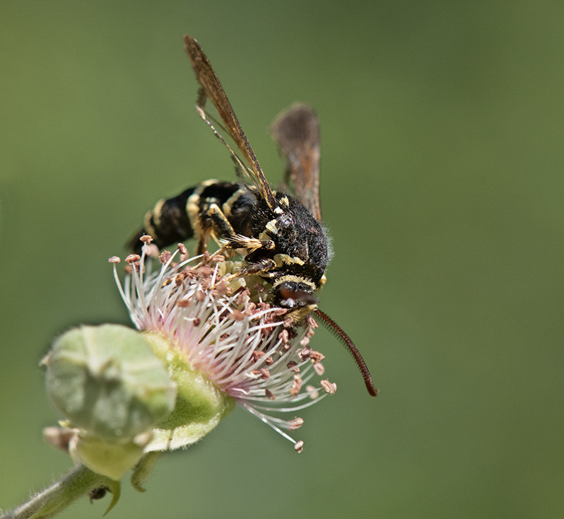 Paranthrene tabaniformis (Rottemburg 1775)