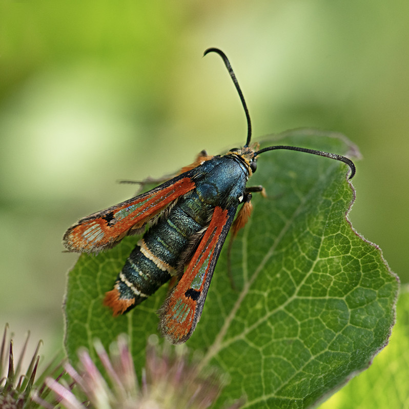 Pyropteron chrysidiforme (Esper 1782)