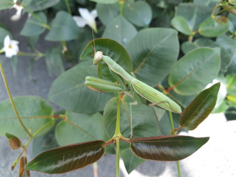 Mantis religiosa (Linnaeus, 1758)