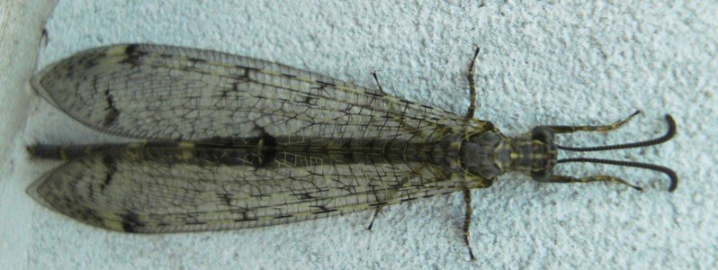 Distoleon tetragrammicus (Fabricius, 1798)
