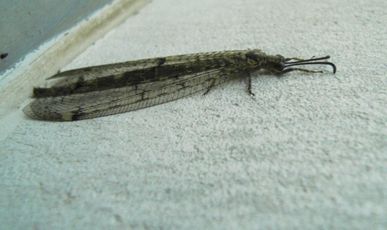 Distoleon tetragrammicus (Fabricius, 1798)