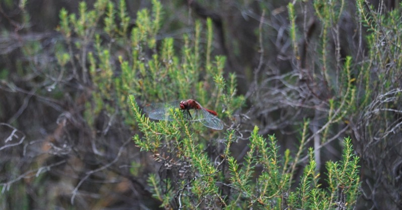 Sympetrum sanguineum (O.F. Müller, 1764)