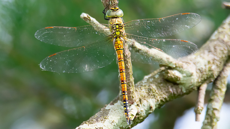 Aeschna affinis femelle