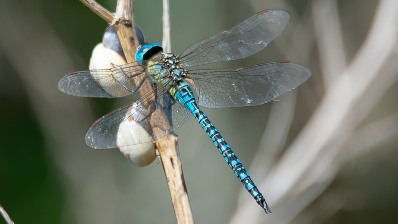 Aeshna affinis mâle