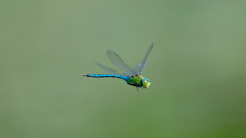 Anax imperator mâle