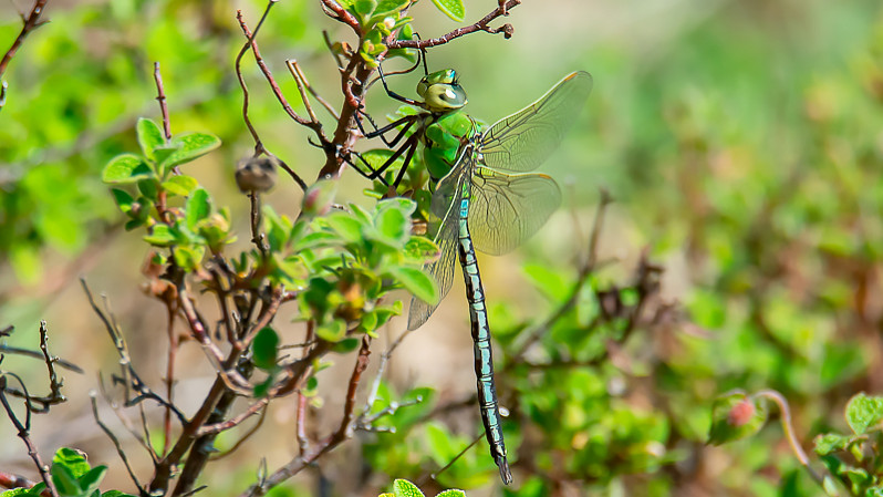 Anax imperator mâle