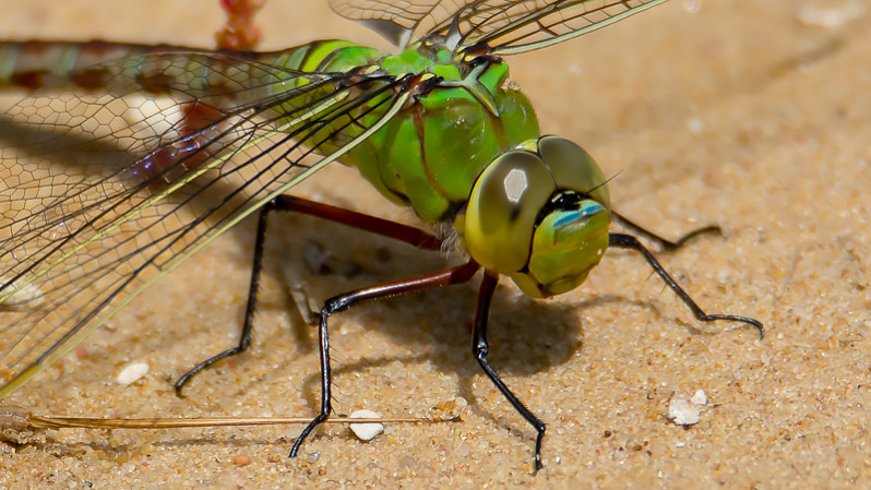 Anax imperator femelle