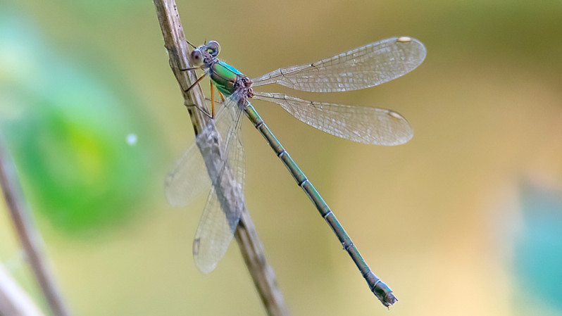 Chalcolestes viridis femelle