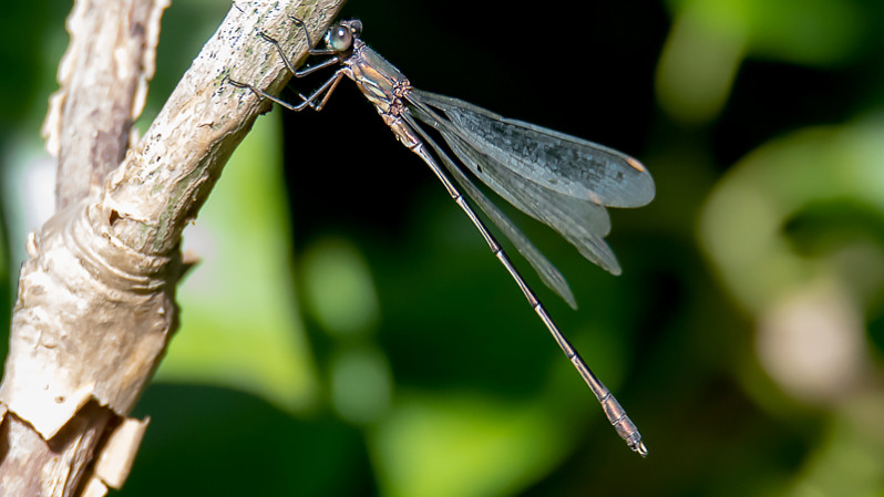 Chalcolestes viridis mâle