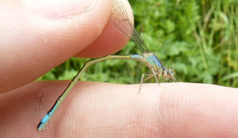 Ischnura elegans (Vander Linden, 1820)