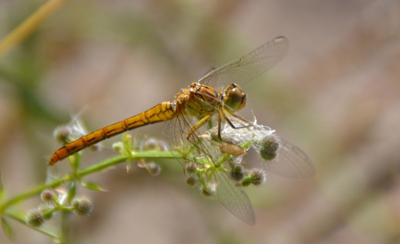 Sympetrum sanguineum (O.F. Müller, 1764)