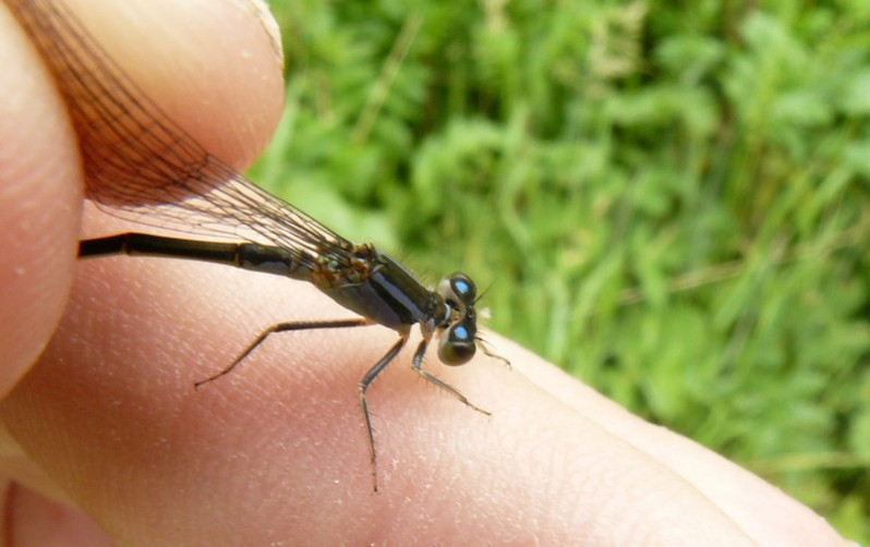 Ischnura elegans (Vander Linden, 1820)