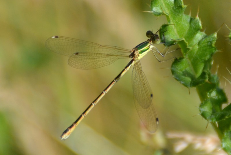 Lestes barbarus (Fabricius, 1798)
