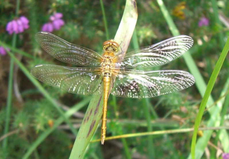 Sympetrum sanguineum (O.F. Müller, 1764)