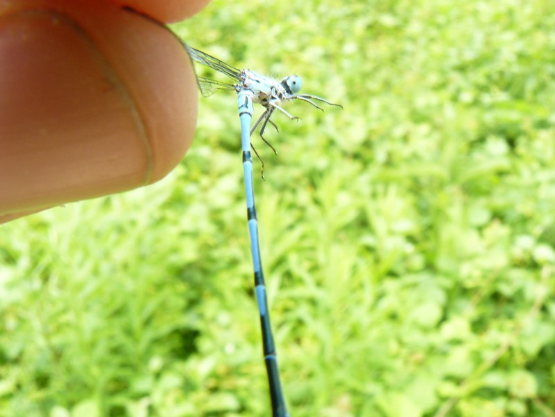 Coenagrion puella (Linnaeus, 1758)