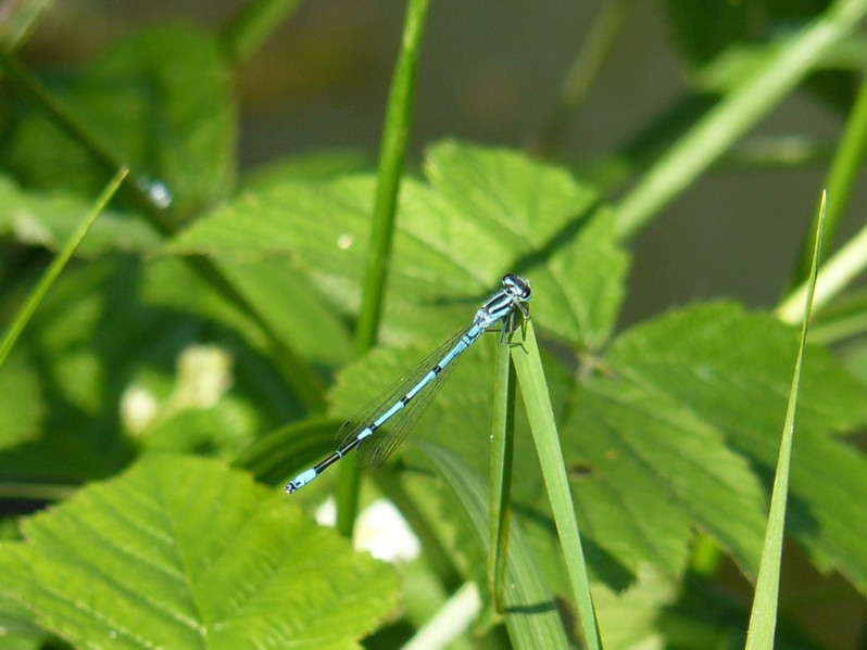 Coenagrion puella (Linnaeus, 1758)