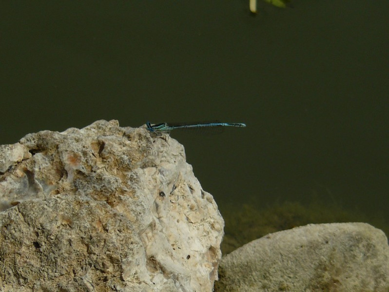 Coenagrion puella (Linnaeus, 1758)