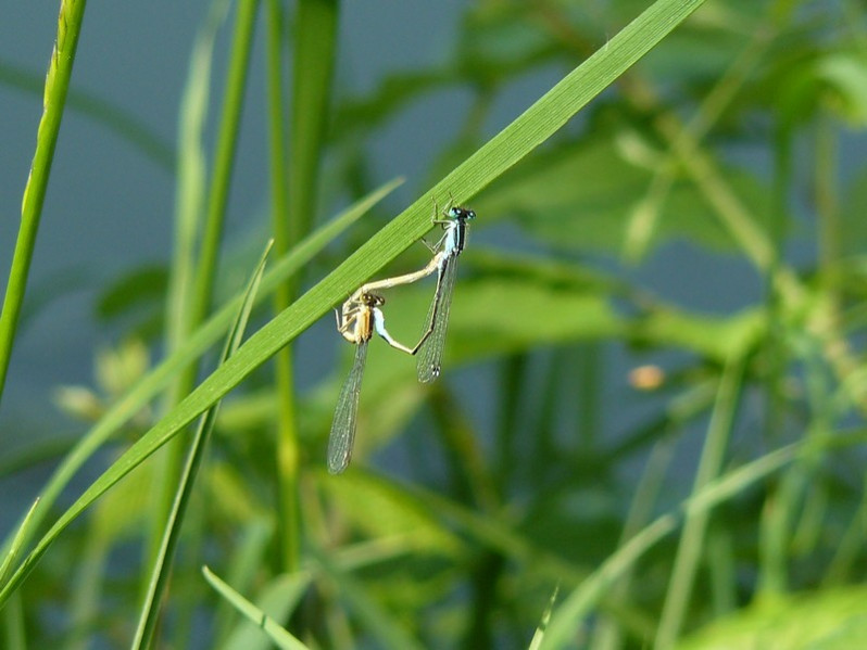 Ischnura elegans (Vander Linden, 1820)