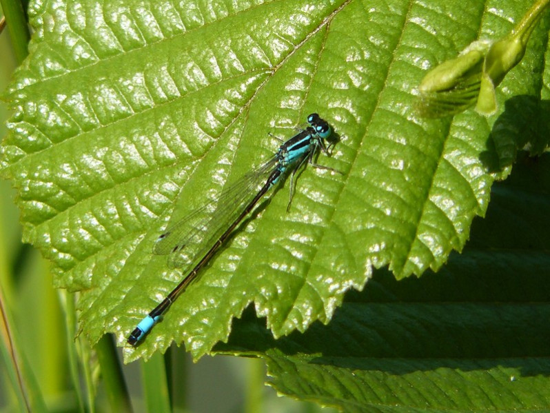Ischnura elegans (Vander Linden, 1820)