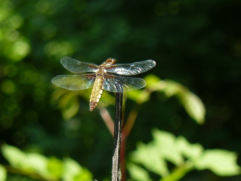 Libellula depressa Linnaeus, 1758