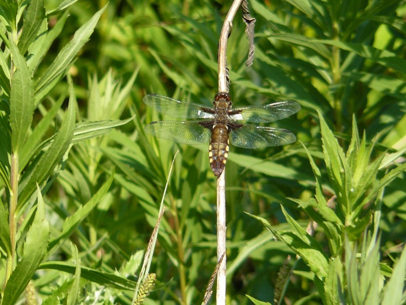 Libellula depressa Linnaeus, 1758