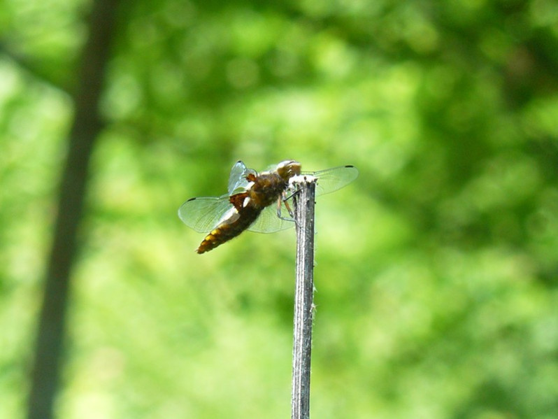 Libellula depressa Linnaeus, 1758