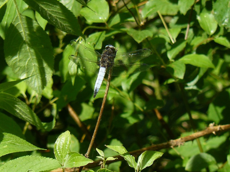 Libellula fulva O.F. Müller, 1764