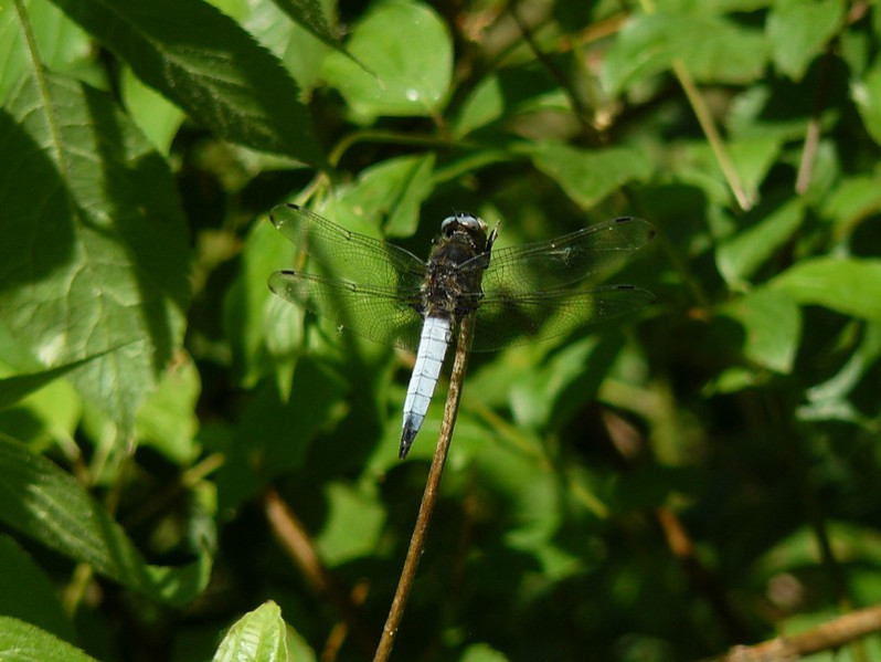 Libellula fulva O.F. Müller, 1764