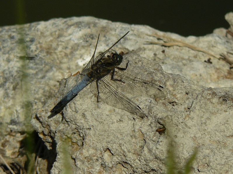 Orthetrum cancellatum (Linnaeus, 1758)