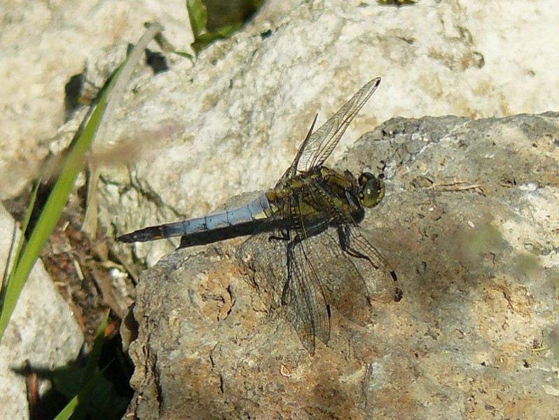 Orthetrum cancellatum (Linnaeus, 1758)