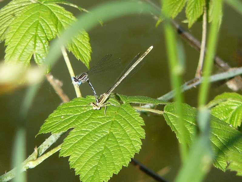 Platycnemis pennipes (Pallas, 1771)