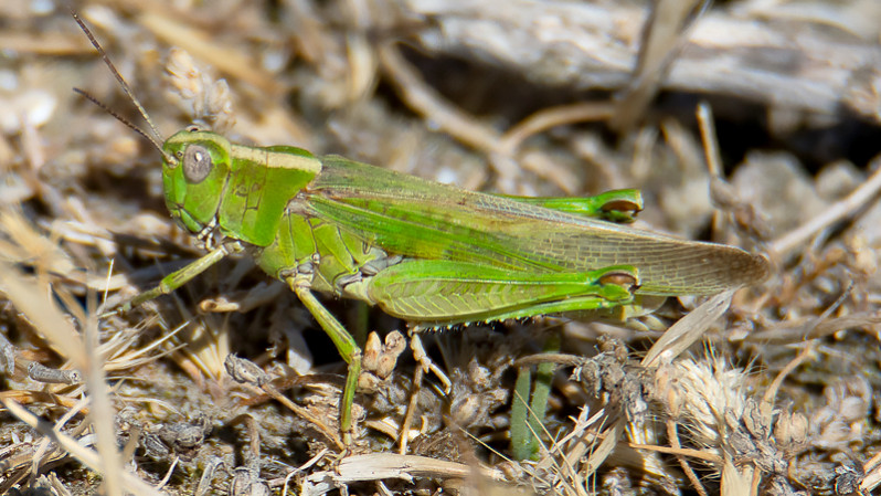 Epacromius tergestinus tergestinus (Megerle von Mühlfeld in Charpentier, 1825)