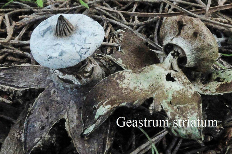 Geastrum striatum DC., 1805