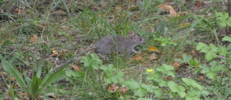 Mus musculus Linnaeus, 1758